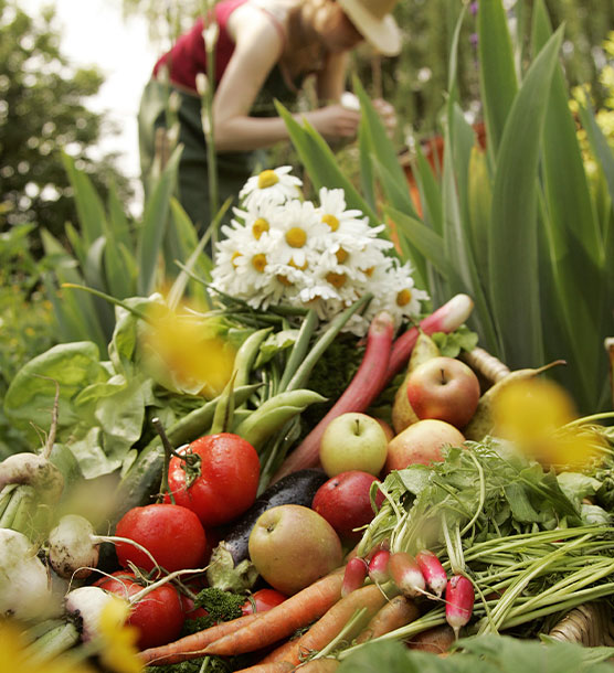 les fruits et légumes sont cueillis dans notre jardin potager.
